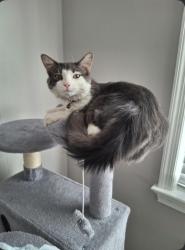 Lost Male Cat last seen young cliffs road, Sterling, VA 20165