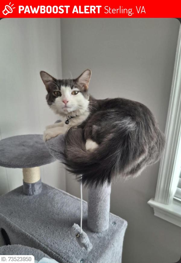 Lost Male Cat last seen young cliffs road, Sterling, VA 20165