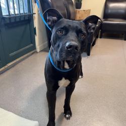 Shelter Stray Male Dog last seen , 361 S Raymond Ave, Pasadena, CA 91105, USA