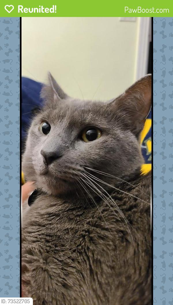 Reunited Male Cat last seen Mack and Moross, Grosse Pointe, MI 48236