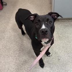 Shelter Stray Female Dog last seen , 8464 Beach Blvd, Jacksonville, FL 32216, USA