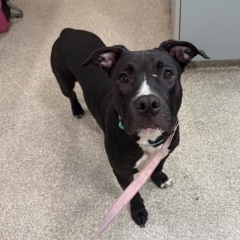 Shelter Stray Female Dog last seen , 8464 Beach Blvd, Jacksonville, FL 32216, USA