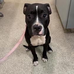 Shelter Stray Female Dog last seen , 8464 Beach Blvd, Jacksonville, FL 32216, USA