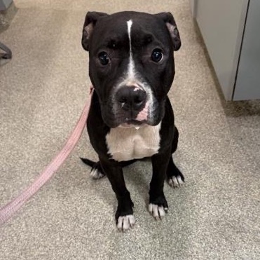 Shelter Stray Female Dog last seen , 8464 Beach Blvd, Jacksonville, FL 32216, USA