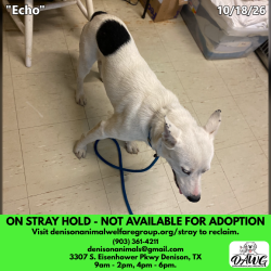 Shelter Stray Male Dog last seen , 3307 S Eisenhower Pkwy, Denison, TX 75020, USA