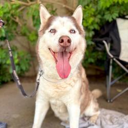 Shelter Stray Male Dog last seen , 361 S Raymond Ave, Pasadena, CA 91105, USA