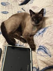 Reunited Male Cat last seen Marble Dr and mica dr, Modesto, CA 95355
