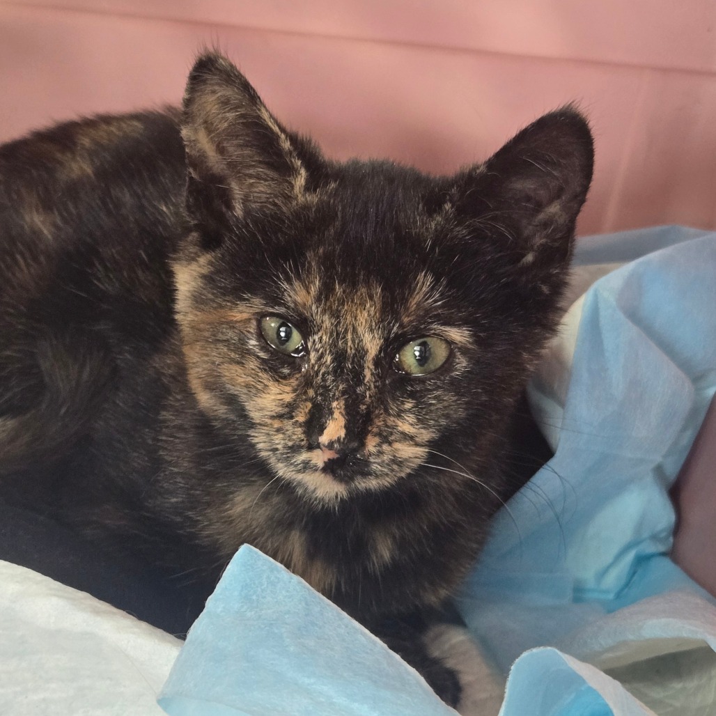 Shelter Stray Female Cat last seen , 124 Evergreen Ave, Newark, NJ 07114, USA