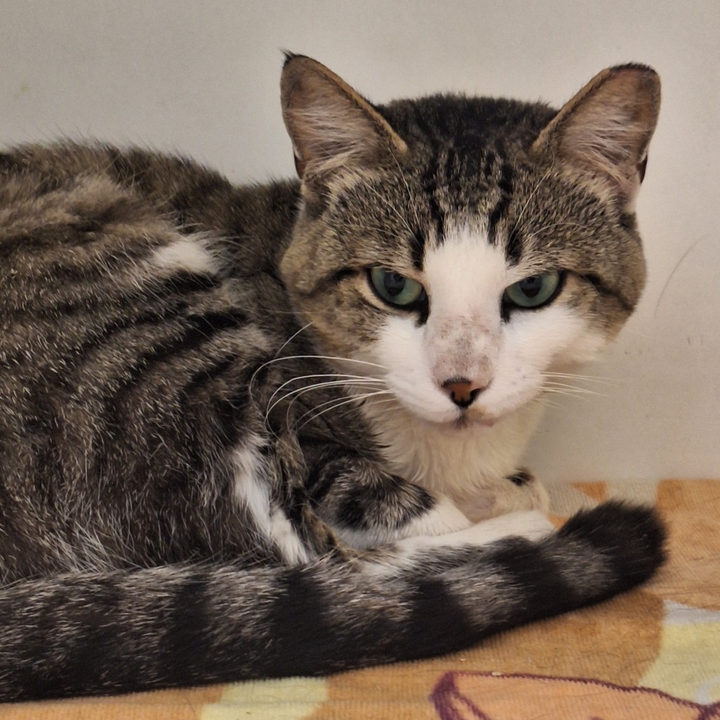 Shelter Stray Male Cat last seen , Animal Care & Control Team of Philly, 111 W Hunting Park Ave, Philadelphia, PA 19140, USA