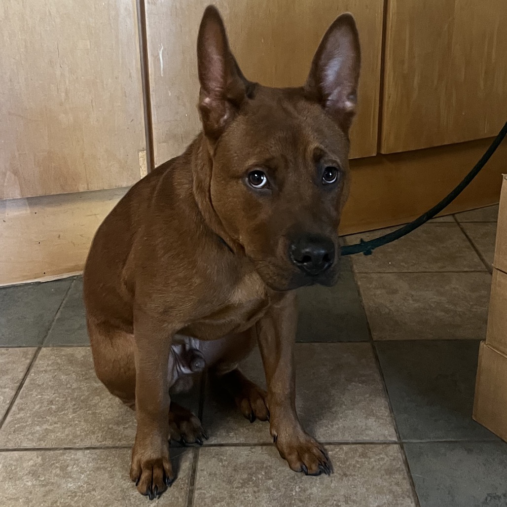 Shelter Stray Male Dog last seen , 4500 N Access Rd, Chattanooga, TN 37415, USA