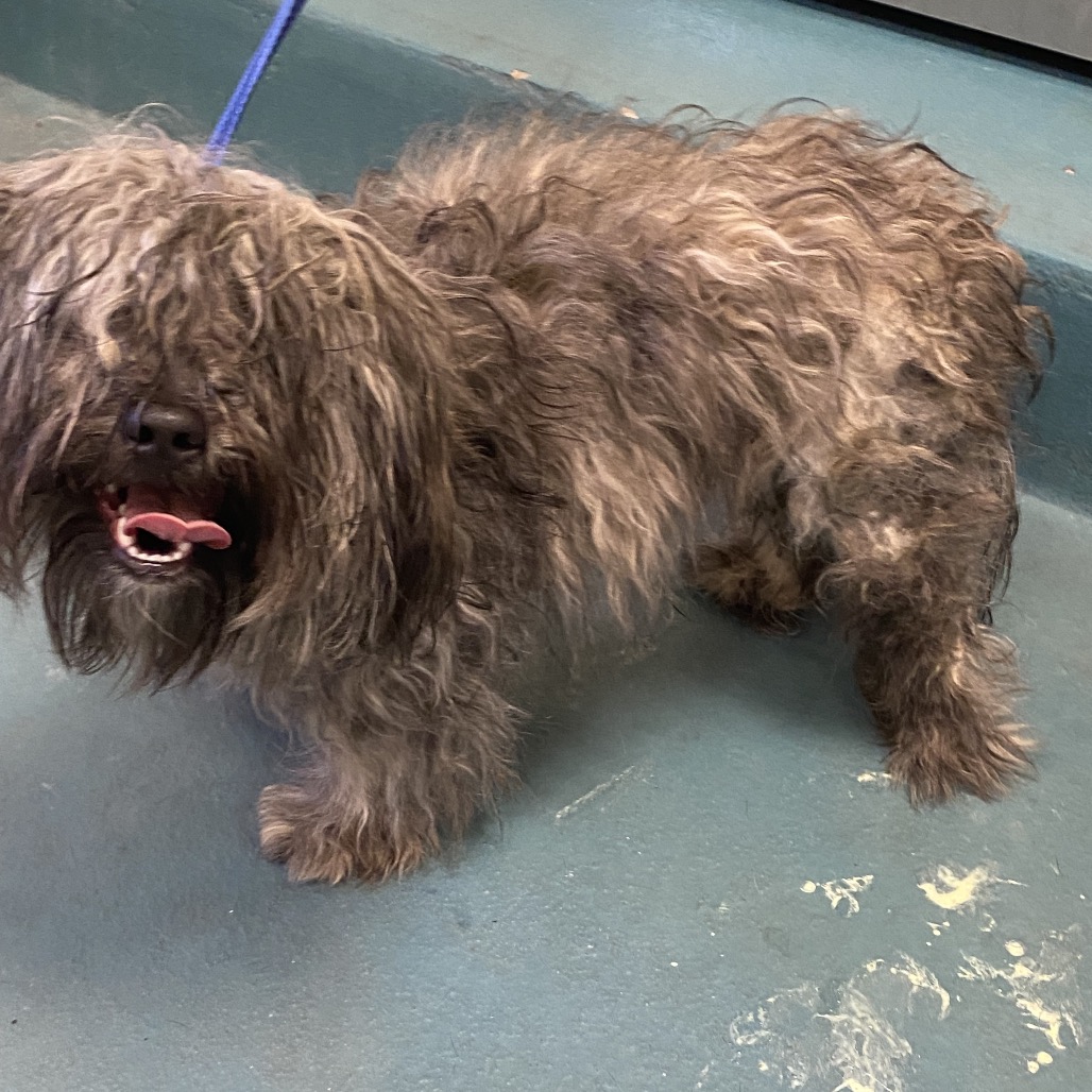 Shelter Stray Male Dog last seen , 2350 Appling City Cove, Memphis, TN 38133, USA