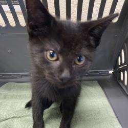 Shelter Stray Male Cat last seen , 2350 Appling City Cove, Memphis, TN 38133, USA