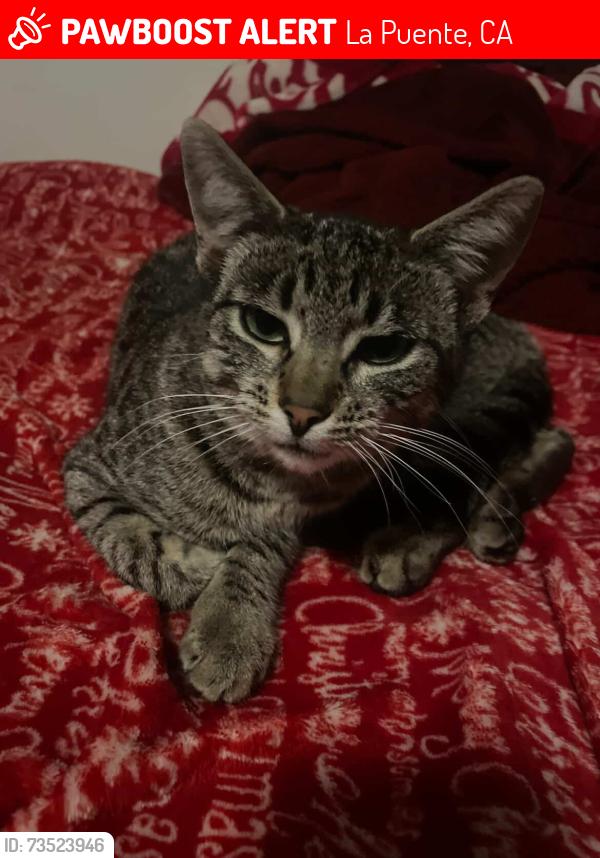 Lost Female Cat last seen Workman Mill Rd and Valley Blvd, La Puente, CA 91746