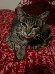 Lost Female Cat last seen Workman Mill Rd and Valley Blvd, La Puente, CA 91746