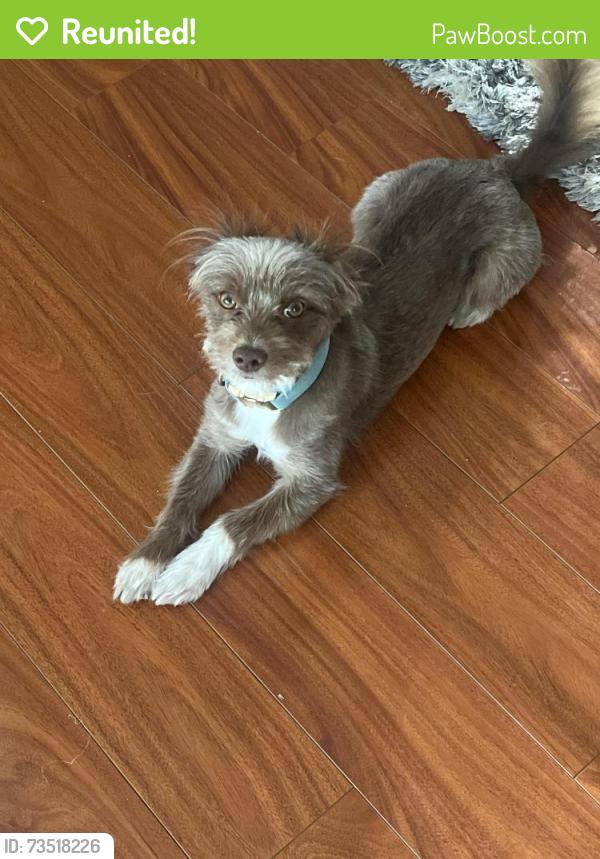 Reunited Male Dog last seen unsure :/, Scappoose, OR 97056