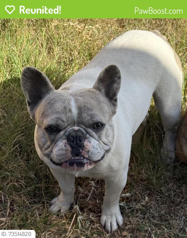 Reunited Male Dog last seen Biola, San Diego, CA 92154