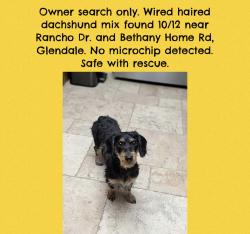 Found/Stray Unknown Dog last seen Rancho Dr and Bethany Home Rd, Glendale, AZ 85301