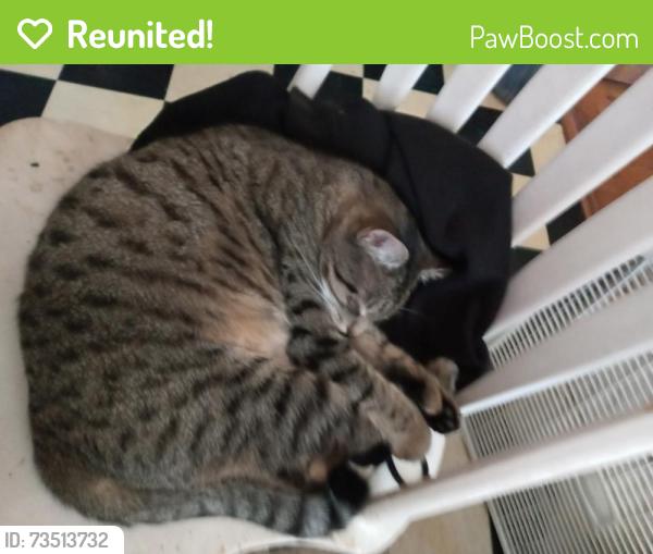 Reunited Female Cat last seen G and 3rd, Centralia, WA 98531