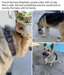 Found/Stray Female Dog last seen Sequoia and donner ave, Fresno, CA 93705