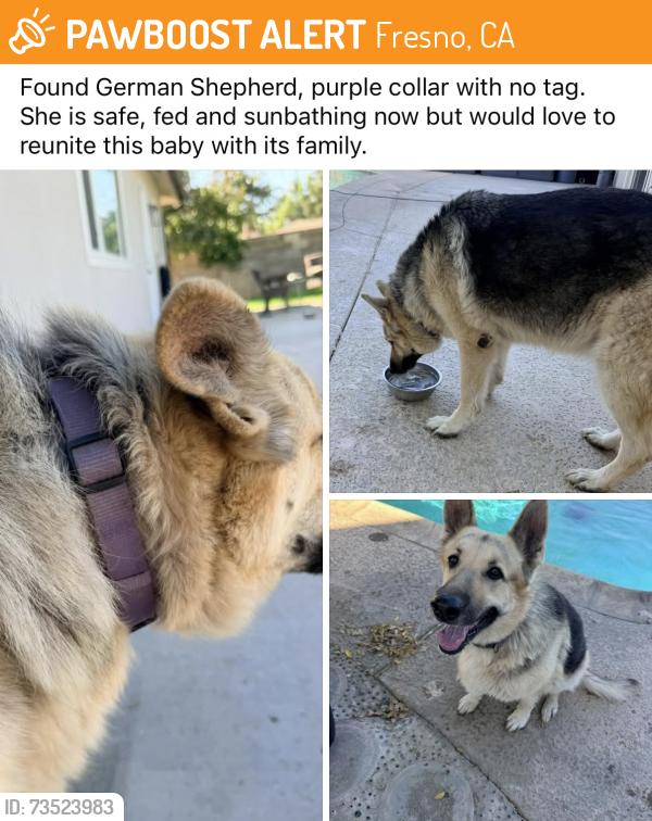 Found/Stray Female Dog last seen Sequoia and donner ave, Fresno, CA 93705