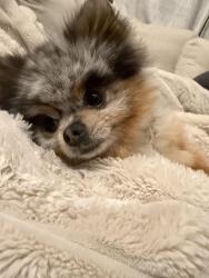 Lost Male Dog last seen Lawrence & Central Park ave, Chicago, IL 60625
