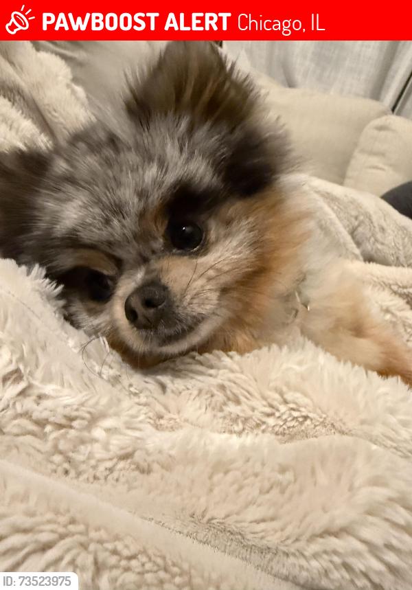 Lost Male Dog last seen Lawrence & Central Park ave, Chicago, IL 60625