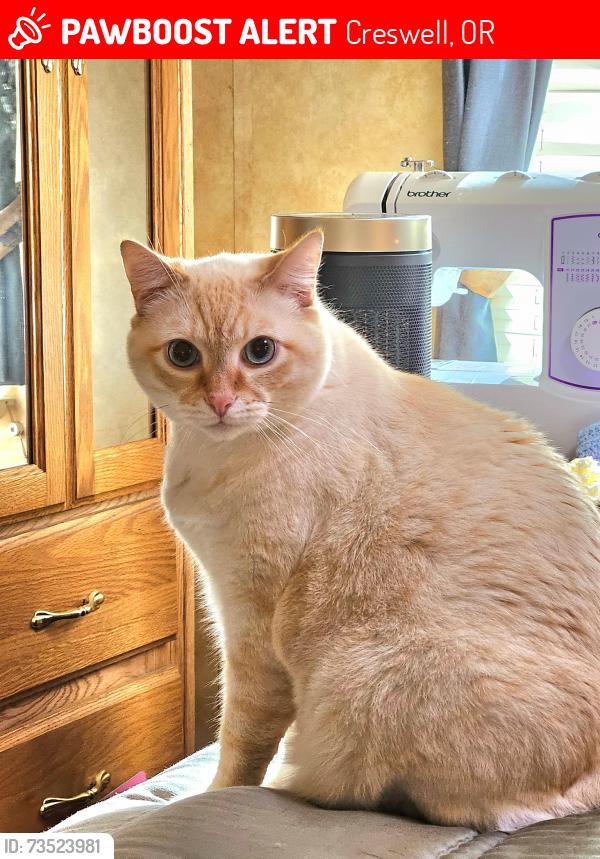 Lost Male Cat last seen 6th St. Creswell, Creswell, OR 97426