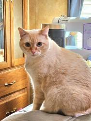 Lost Male Cat last seen 6th St. Creswell, Creswell, OR 97426