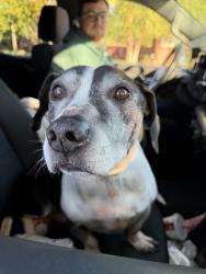 Found/Stray Male Other last seen 12 Mile and Campbell, Madison Heights, MI 48071