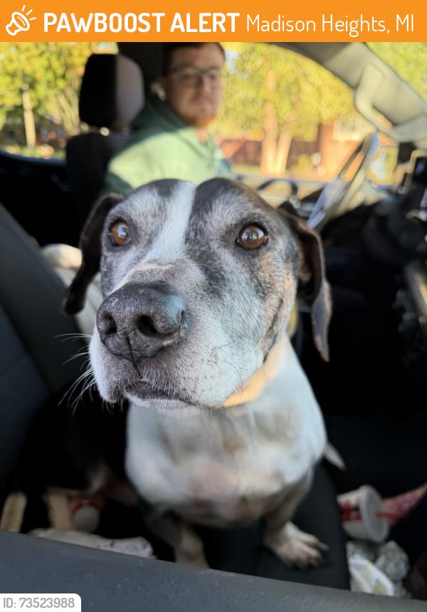 Found/Stray Male Other last seen 12 Mile and Campbell, Madison Heights, MI 48071