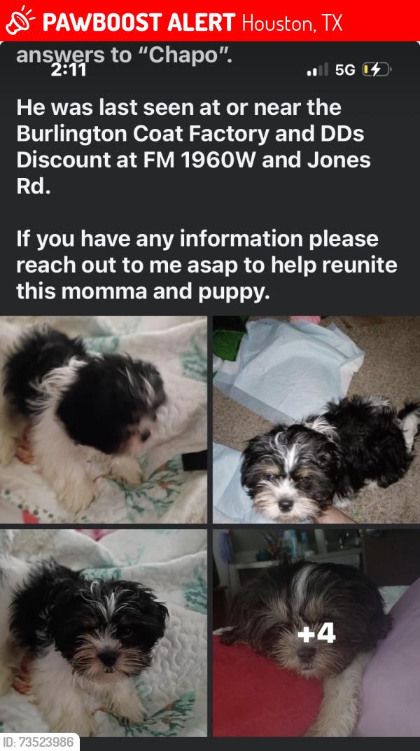 Lost Male Dog last seen 1960/jones rd, Houston, TX 77070