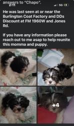 Lost Male Dog last seen 1960/jones rd, Houston, TX 77070