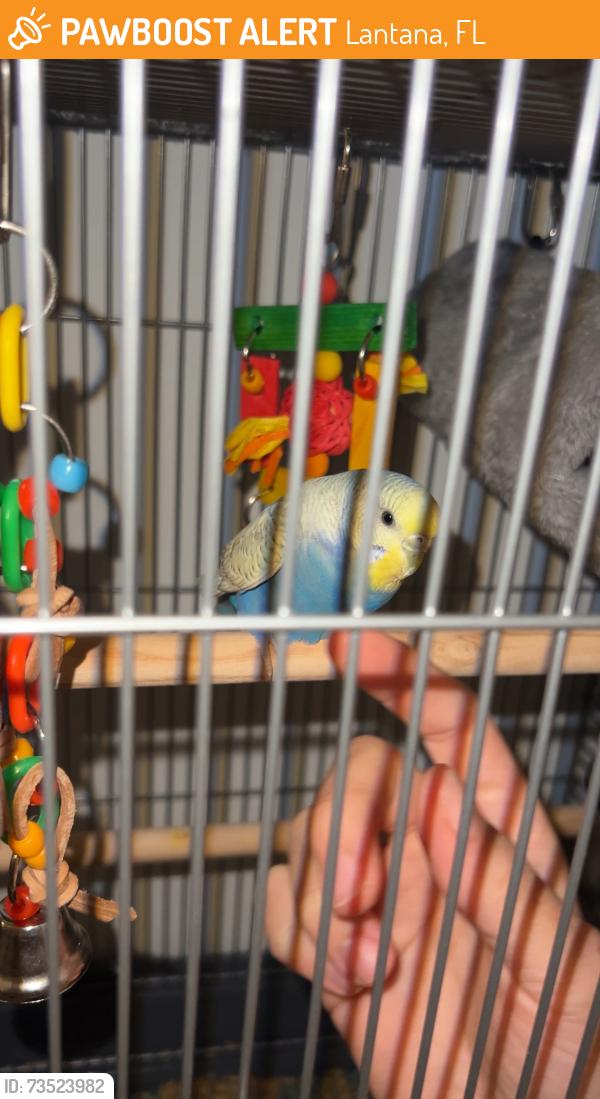 Found/Stray Unknown Bird last seen By the Lantana Beach parking lot, near Dune Deck cafe, Lantana, FL 33462