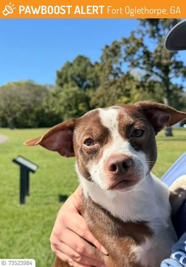 Found/Stray Male Dog last seen Chickamauga Battlefield, Fort Oglethorpe, GA 30742