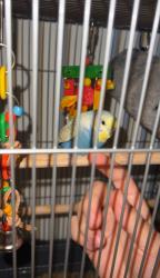 Found/Stray Unknown Bird last seen By the Lantana Beach parking lot, near Dune Deck cafe, Lantana, FL 33462