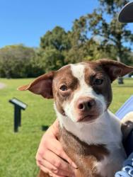 Found/Stray Male Dog last seen Chickamauga Battlefield, Fort Oglethorpe, GA 30742