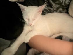 Found/Stray Female Cat last seen Jefferson on the lake apmts in olathe, Olathe, KS 66062
