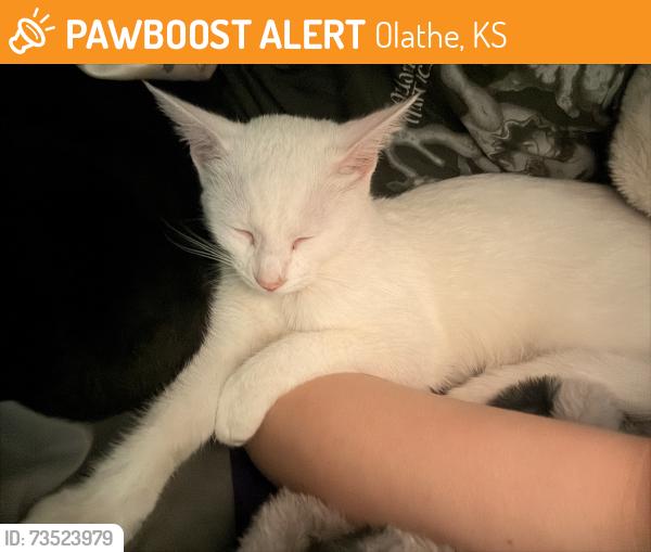 Found/Stray Female Cat last seen Jefferson on the lake apmts in olathe, Olathe, KS 66062