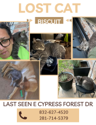 Reunited Male Cat last seen E Cypress Forest and Grant, Houston, TX 77070