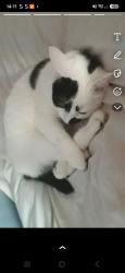 Reunited Male Cat last seen Greenwood Drive, West Yorkshire, England BD2 1JH