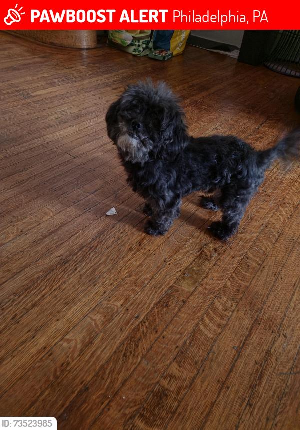 Lost Male Dog last seen Wayne Ave, Philadelphia, PA 19144