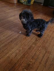 Lost Male Dog last seen Wayne Ave, Philadelphia, PA 19144