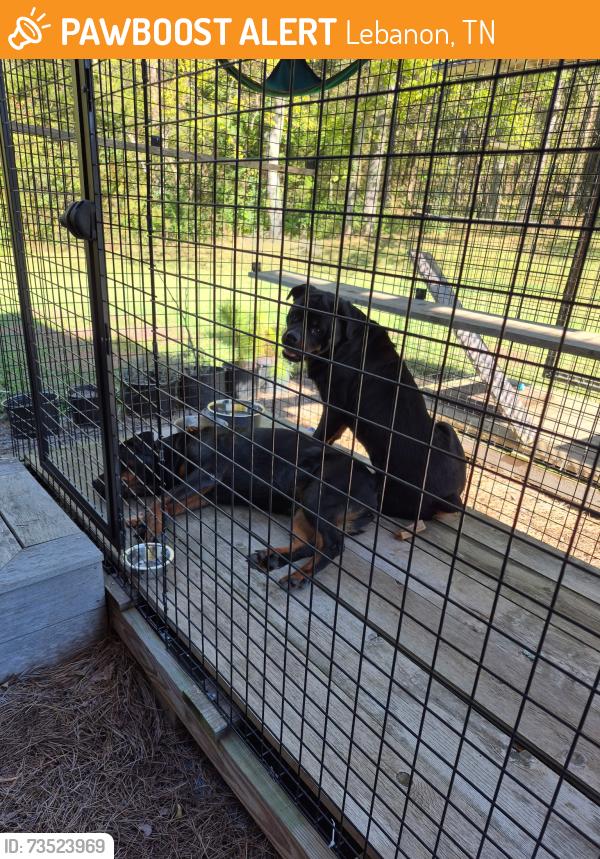 Found/Stray Unknown Dog last seen Palmer Road, Lebanon, TN 37090