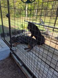 Found/Stray Unknown Dog last seen Palmer Road, Lebanon, TN 37090