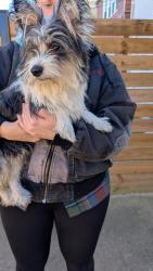 Reunited Female Dog last seen Kimball Ave, Sunnyside Ave, Chicago, IL 60625