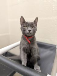 Shelter Stray Male Cat last seen Near Church St, Layton, UT 84041, USA, 1422 E 600 N, Fruit Heights, UT 84037, USA