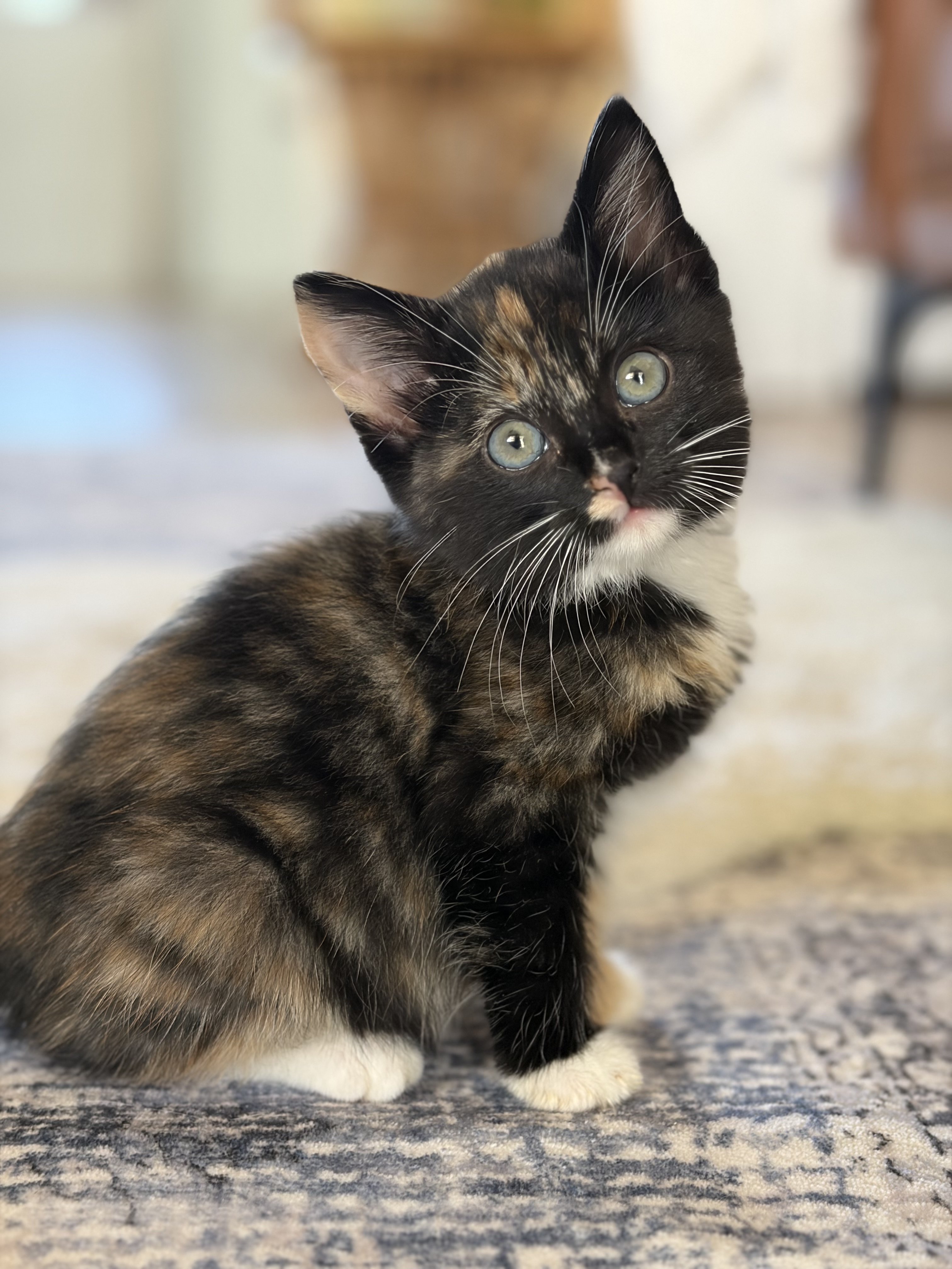 Shelter Stray Female Cat last seen Near Chelemes Way, Clearfield, UT 84015, USA, 1422 E 600 N, Fruit Heights, UT 84037, USA
