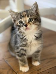 Shelter Stray Female Cat last seen Near Chelemes Way, Clearfield, UT 84015, USA, 1422 E 600 N, Fruit Heights, UT 84037, USA