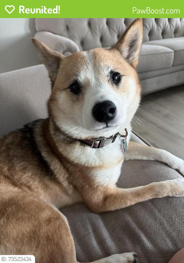 Reunited Female Dog last seen W7170 Highway 10 114 - Cimmaron’s Bar and Griil, Menasha, WI 54952