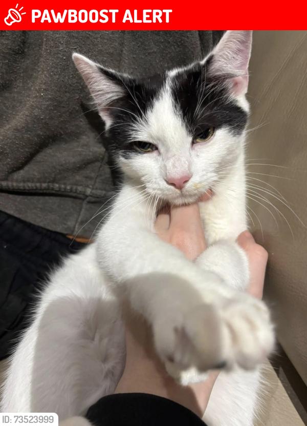 Lost Male Cat last seen Cressing temple, Cressing, England CM77 8NZ